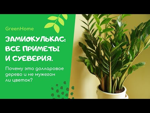 Видео: Замиокулькас: Все приметы и суеверия. Почему это долларовое дерево и не мужегон ли цветок?