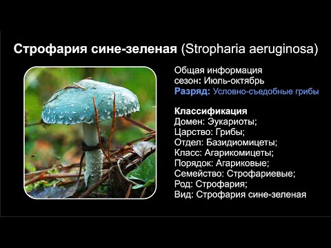 Видео: Строфария сине-зеленая (Stropharia aeruginosa)