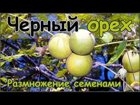 Видео: Черный орех - размножение семенами - стратификация и посадка орехов
