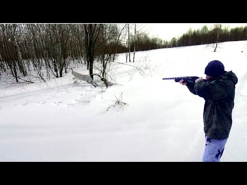Видео: МНОГОСЛЕДИЦА. Охота троплением на февральских зайцев