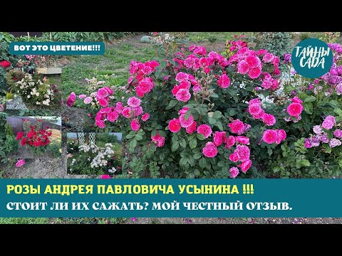Видео: РУССКАЯ РОЗА. РОЗЫ АНДРЕЯ ПАВЛОВИЧА УСЫНИНА. СТОИТ ЛИ ИХ САЖАТЬ? МОЙ ЧЕСТНЫЙ ОТЗЫВ. ОБЗОР СОРТОВ.