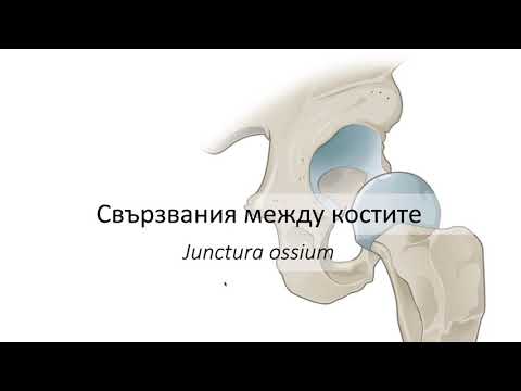 Видео: Свързвания между костите – Junctura ossium (4:26) ┃teoriyata.com