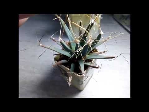 Видео: Лехтенбергия принципис (Leuchtenbergia principis)