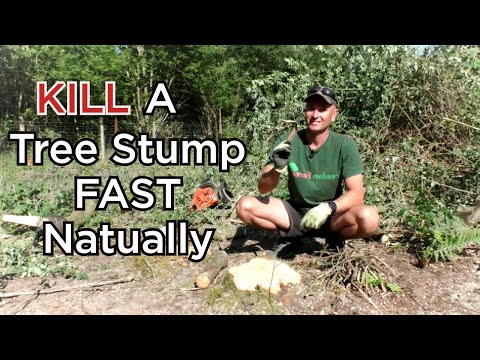 Видео: Как естественным образом БЫСТРО УНИЧТОЖИТЬ пень — БЕЗ гербицидов и перекопки