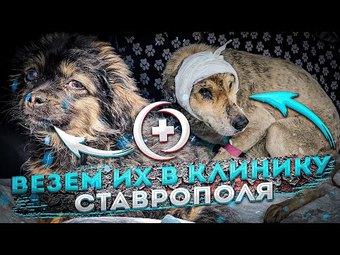 Видео: Тимошку и Тайфуна везем в Ставрополь.Папа собрал огромный дом для кошек😍.