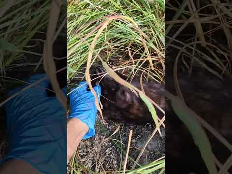 Видео: Чуфа - земляной орех ! Сбор урожая чуфы в сентябре.