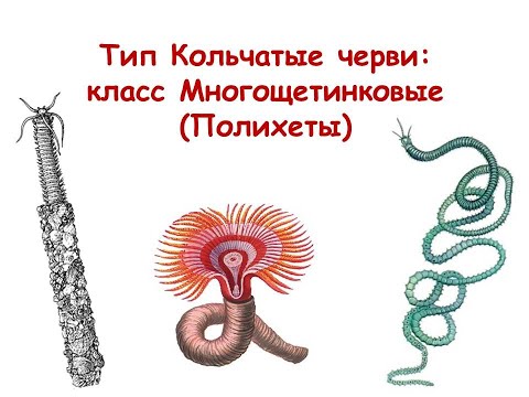 Видео: Класс Многощетинковые черви (Полихеты)