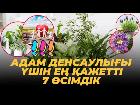 Видео: АДАМ ДЕНСАУЛЫҒЫ ҮШІН ЕҢ ҚАЖЕТТІ 7 ӨСІМДІК #өсімдік #гүлдер #гулдер