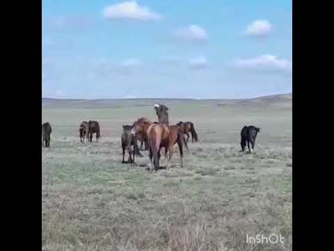 Видео: Айғыр в деле