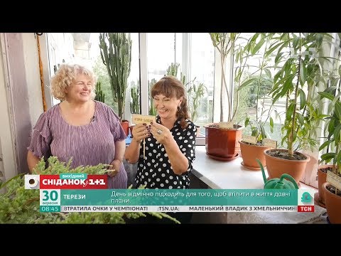 Видео: Наталья Подлесная соединила на балконе олеандры, кактусы и можжевельники –  Турнир балконов