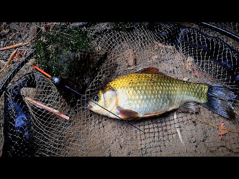 Видео: ДИВИ КАРАКУДИ НА КЮСПЕ и ЖИТО!