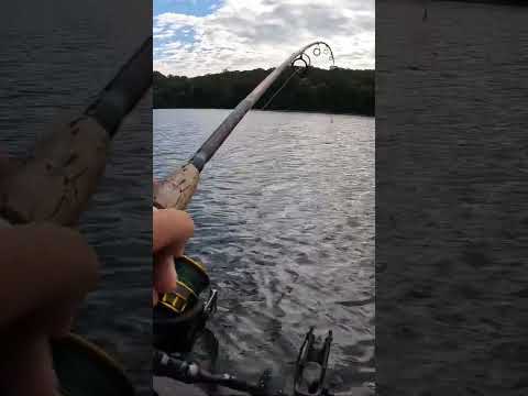 Видео: Плоскоголовый окунь заглатывает приманку, а затем...