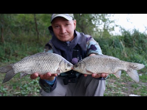Видео: Жор карася осенью, активный клёв рыбы на фидерную снасть