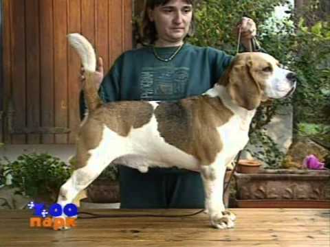 Видео: Фильм о породе бигль