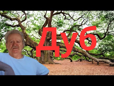 Видео: Дуб