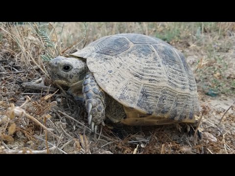 Видео: 25.06.2022 Tbilisi. Исани - Каирская улица - Навтлуги-2 - Африка - 360-ый километр - кладбище Вели