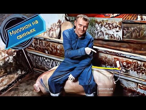 Видео: Искусственное осеменение чистопородной ремонтной свинки породы ландрас !ЖД доставка поросят!