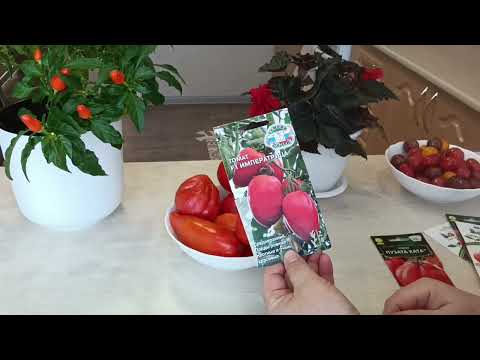 Видео: Помидоры 26 октября. Лежкие сорта и гибриды. 