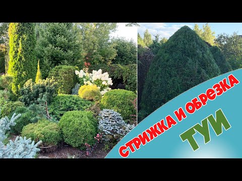 Видео: Туи. Стрижка, обрезка и уход.