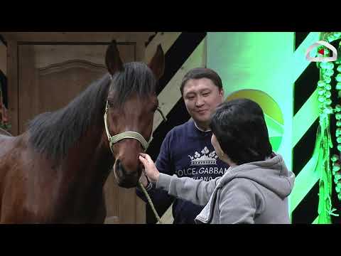 Видео: Асыл тукум күлүк аттарды кантип таптап, жарыштарга даярдашат?  /  Агро Чарба