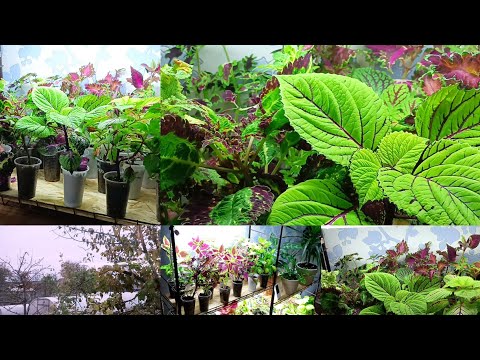 Видео: Колеусы. Определила всех по местам. Борьба с паутинным клещем на ипомеях батат.