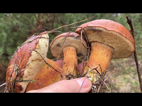 Видео: Собирать грибы 🍄‍🟫 это такой кайф! Я уже и не думал что столько найду! Всё будет зависеть от погоды!