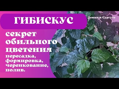 Видео: Как заставить ГИБИСКУС (Китайскую розу) цвести? Легко и Просто.