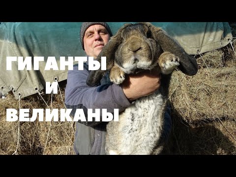 Видео: Вес Французских Баранов