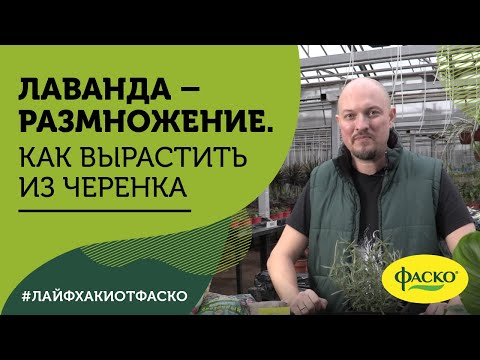 Видео: Лаванда – размножение. Как правильно вырастить из черенка