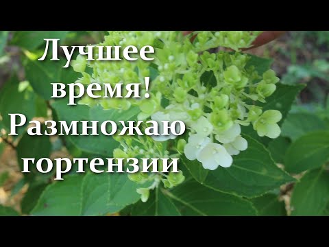 Видео: Зачем я укореняю гортензии в сентябре. Где лучше взять черенок гортензии