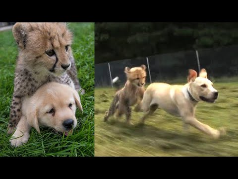 Видео: Вот зачем щенков бросают в клетки с гепардами!