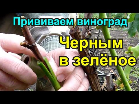 Видео: Прививка винограда чёрным в зёлёное.