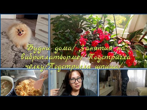 Видео: Будни дома/ Занятия на виброплатформе/ Подстригла чёлку/ Подстригла шпица/ 