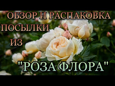 Видео: Обзор и распаковка посылки из питомника "Роза Флора"🌹❤️