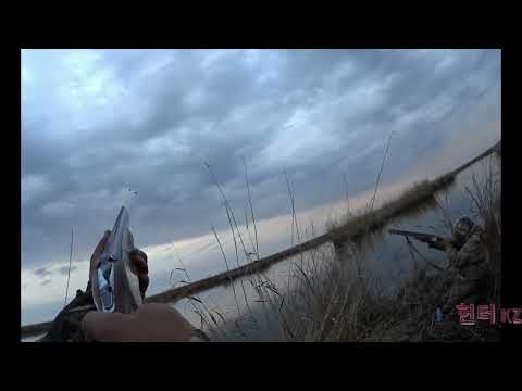 Видео: Охота на утку 2025 год. Добыли и угостили!