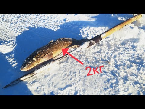 Видео: ПЕРВЫЕ НАЛИМЫ НА ТЫЧКИ! НА ЧТО ЛОВИТЬ И КАК СТАВИТЬ?