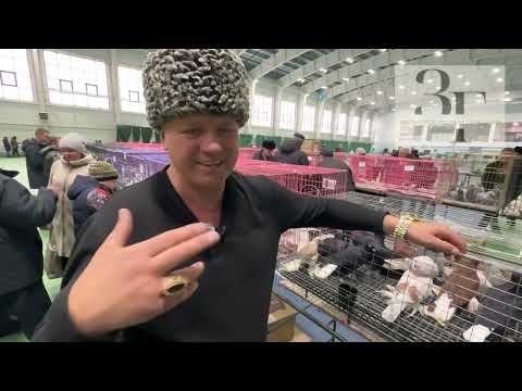 Видео: На выставке голубей