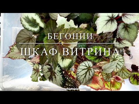 Видео: Собираем застеклённый шкаф-витрину для бегоний [И немножко бегоний]