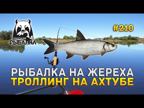 Видео: Рыбалка на Жереха. Троллинг на Ахтубе - Русская Рыбалка 4 #210