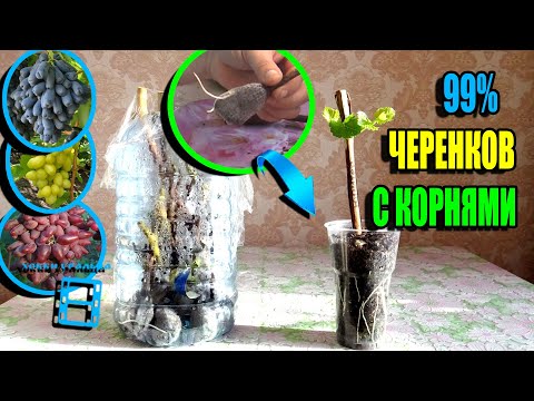 Видео: СУПЕР СПОСОБ УКОРЕНЕНИЯ ЧЕРЕНКОВ ВИНОГРАДА - В ТОРФЯНЫХ ТАБЛЕТКАХ. СЕВЕРНЫЙ ВИНОГРАДНИК 23-9