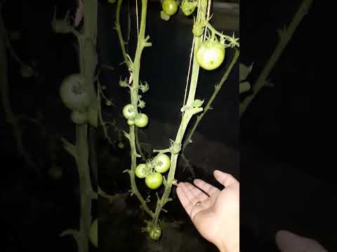 Видео: Как сделать чтоб томаты быстрее краснели. 6.09.2025. 