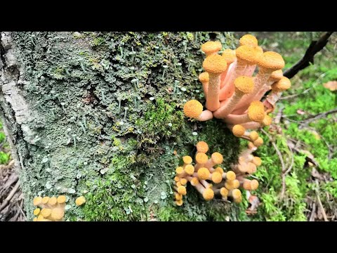 Видео: Грибы на деревьях. Березовые опята. Первый сбор осенних опят в сентябре 2025 года