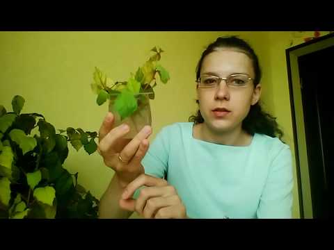 Видео: Формирование и укоренение циссуса