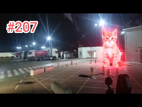 Видео: Нагулявся? До роботи!
