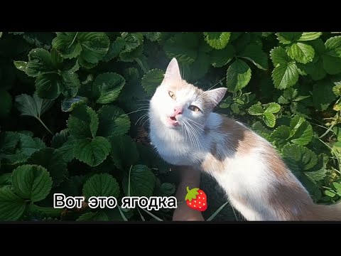Видео: Vlog Пробуем первые ягоды 🍓едим в больницу?всё очень плохо