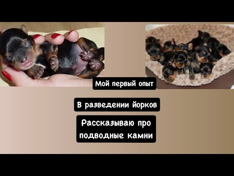 Видео: МОЙ ПЕРВЫЙ ОПЫТ В РАЗВЕДЕНИИ ЙОРКОВ