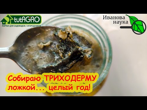 Видео: ОДНА БАНКА НА ЦЕЛЫЙ ГОД! Собираю ТРИХОДЕРМУ ЛОЖКОЙ прямо из банки в огород. Домашний способ.