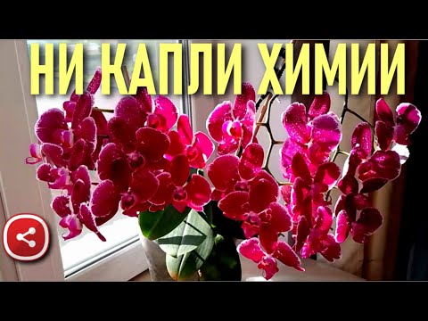 Видео: ❗️НИ КАПЛИ ХИМИИ И ПОТРЯСАЮЩИЕ РЕЗУЛЬТАТЫ! ДО И ПОСЛЕ! НАШЛИ КЛЮЧИ К УСПЕХУ-ПОЛУЧИЛИ 100% РЕЗУЛЬТАТ!