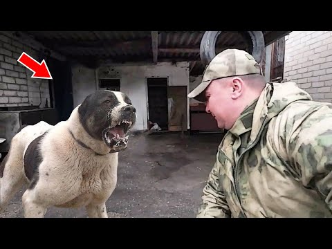 Видео: Мужик швырнул щенка алабая о стену, не ожидая, что совсем скоро случиться…
