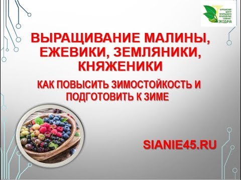 Видео: Как повысить зимостойкость земляники  и  малины